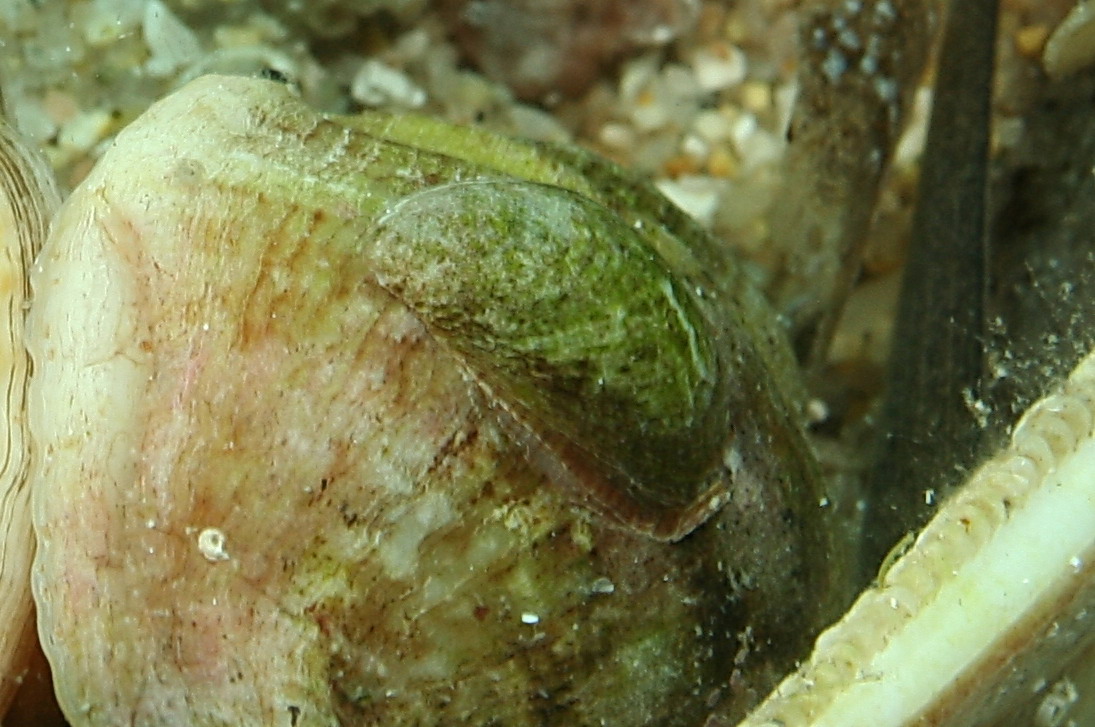 Spondylus gaederopus